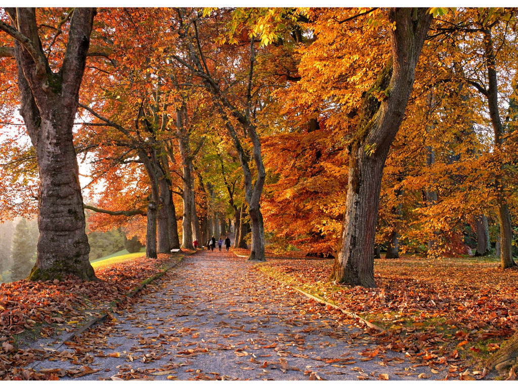 Herbst, Achtsamkeit und der Blick auf das Positive: Ein Plädoyer für den Perspektivwechsel